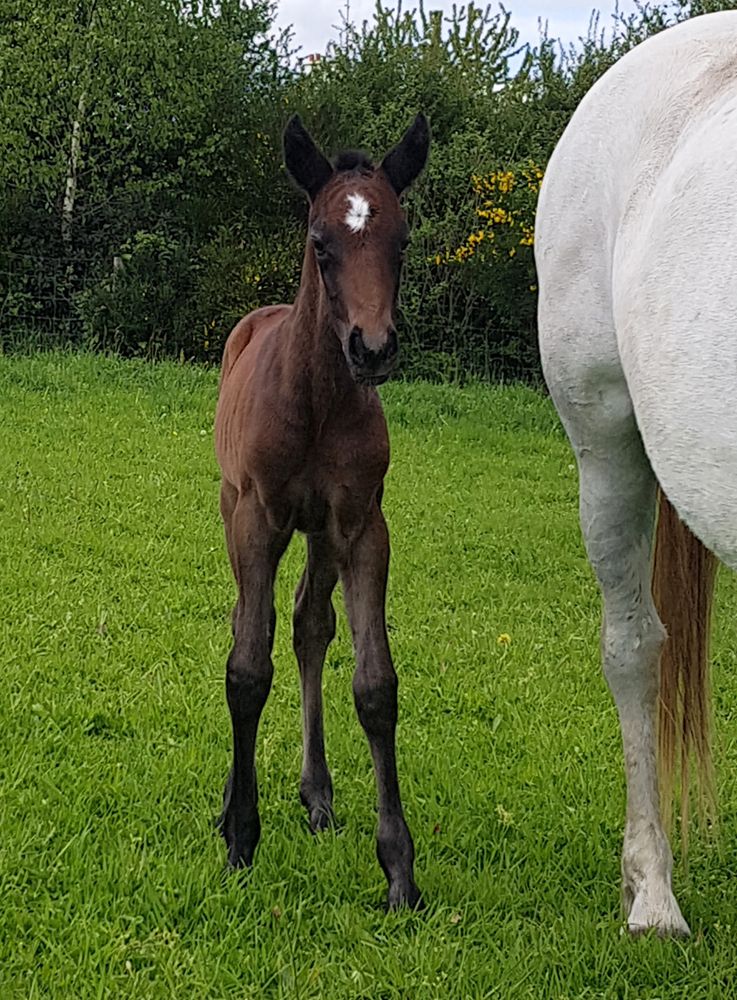 Naissance d'un poulain aux gites des Hauts de Toulvern Golfe du